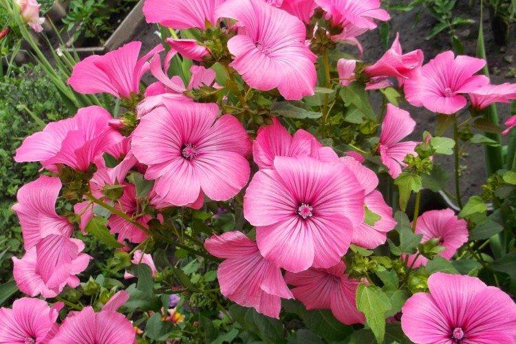Lavatera - foto Lavatera - foto