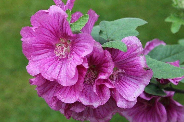 Lavatera - foto Lavatera - foto