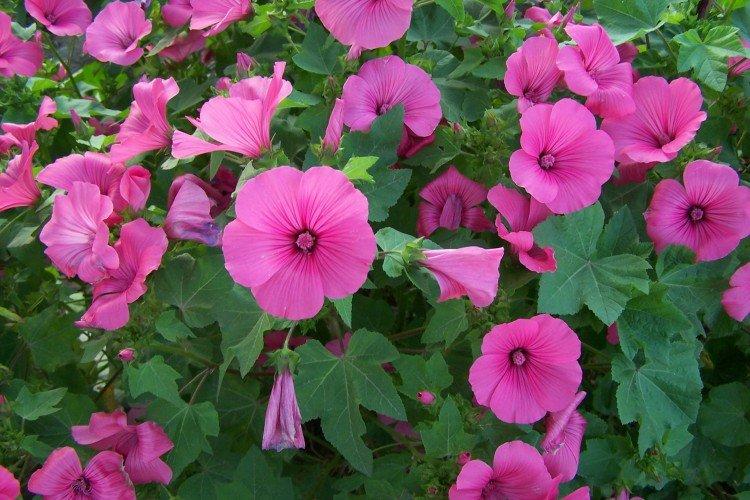 Lavatera - foto Lavatera - foto
