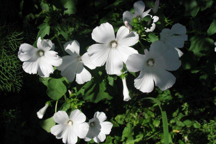 Lavatera - foto Lavatera - foto