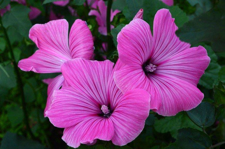 Lavatera - foto Lavatera - foto