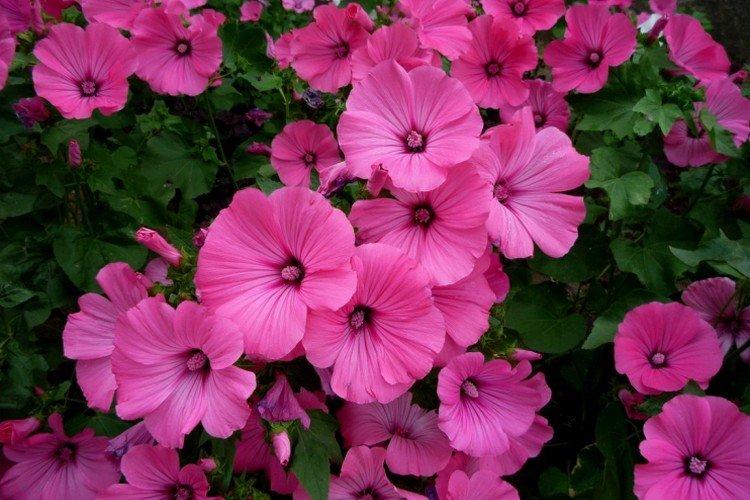 Lavatera - foto Lavatera - foto