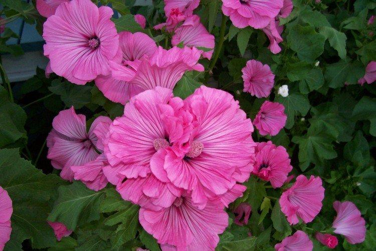 Lavatera - foto Lavatera - foto