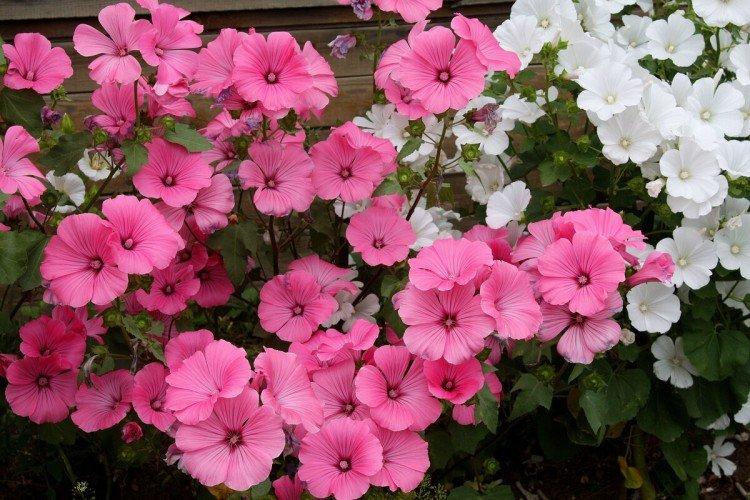 Lavatera - foto Lavatera - foto