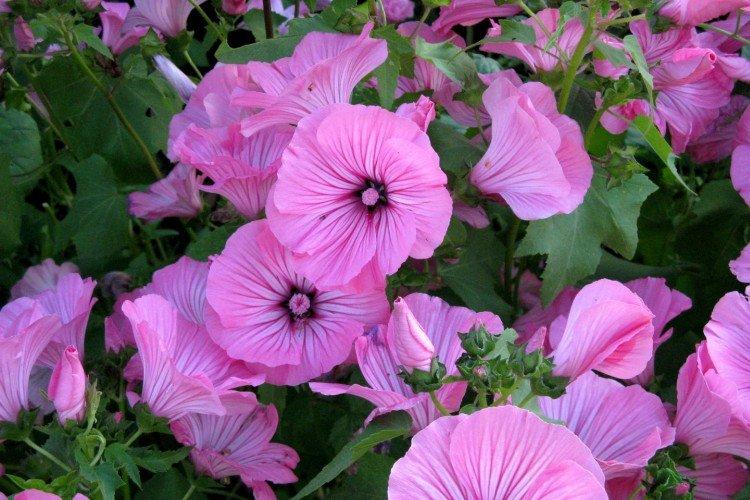 Lavatera - foto Lavatera - foto