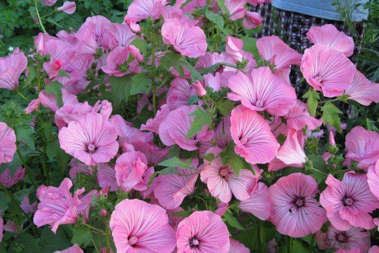 Lavatera - foto Lavatera - foto