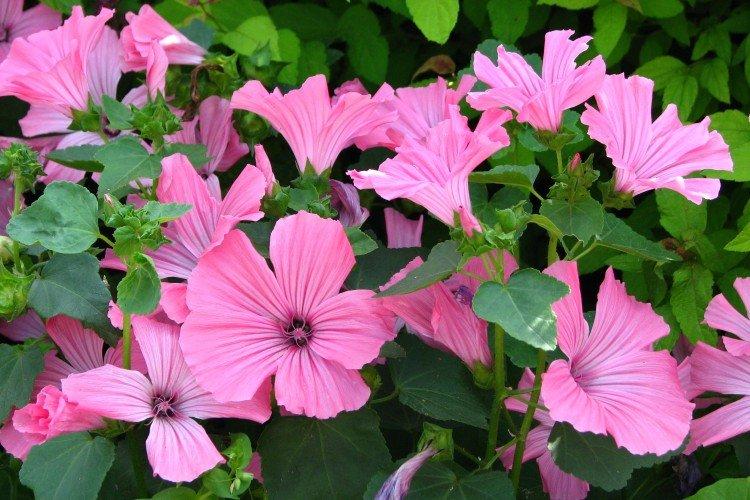 Lavatera - foto Lavatera - foto