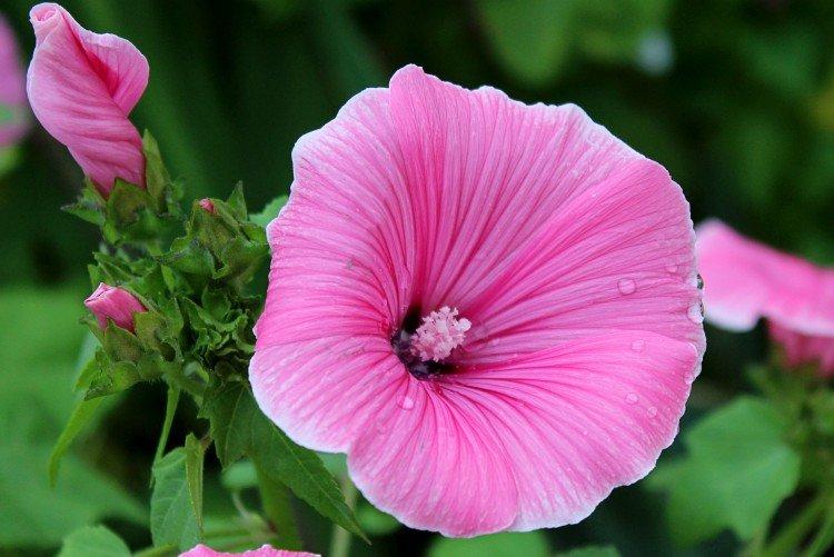 Lavatera - foto Lavatera - foto