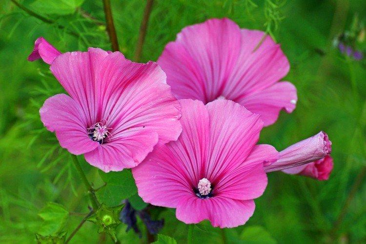 Lavatera - foto Lavatera - foto