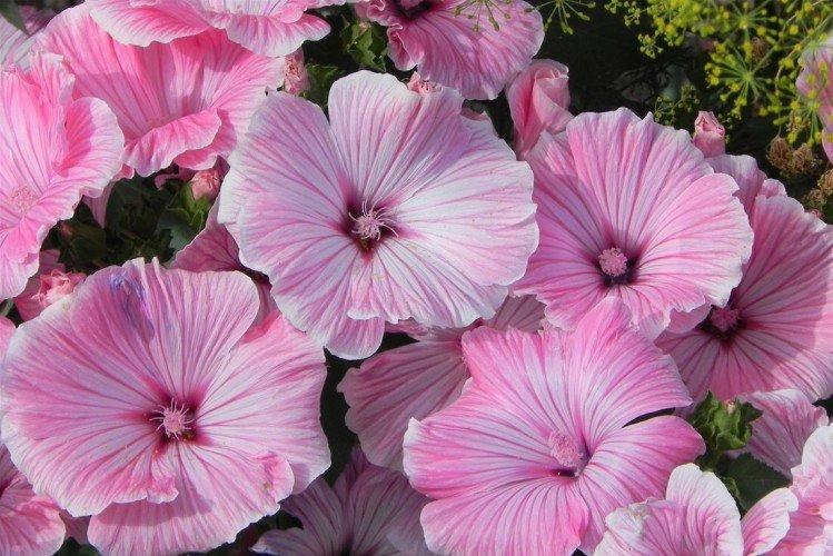 Lavatera - foto Lavatera - foto