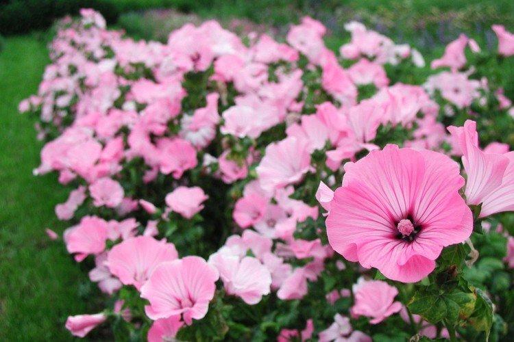 Lavatera - foto Lavatera - foto