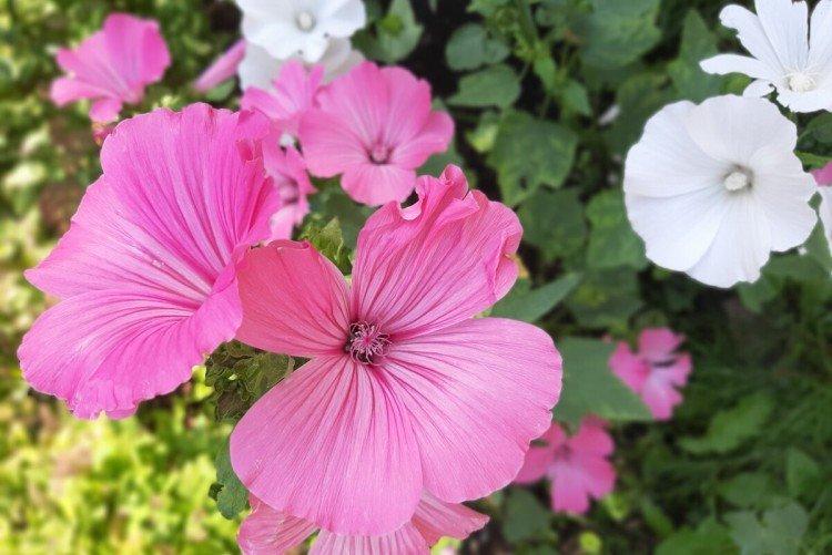Lavatera - foto Lavatera - foto