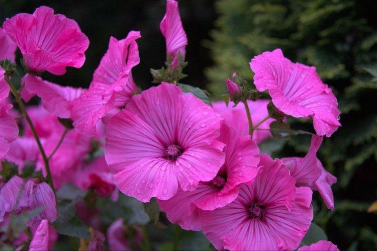 Lavatera - foto Lavatera - foto