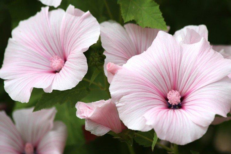 Lavatera - foto Lavatera - foto
