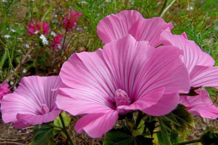 Lavatera - foto Lavatera - foto