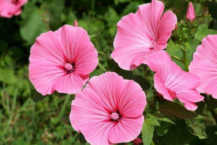 Lavatera - foto Lavatera - foto