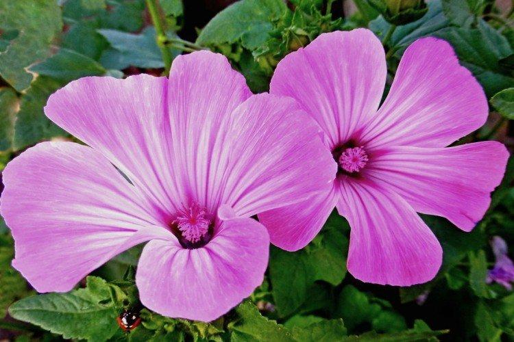 Lavatera - foto Lavatera - foto