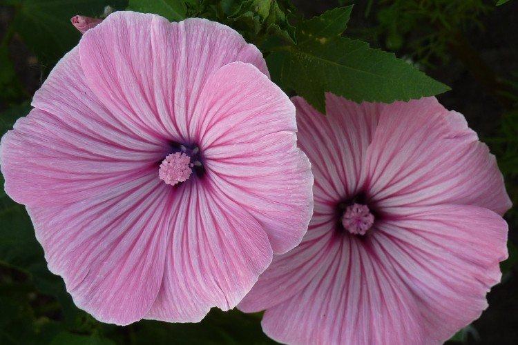 Primorskaya Lavatera Primorskaya Lavatera