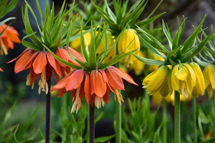 Fleur de tétras (50 photos): types, plantation et soins en plein champ