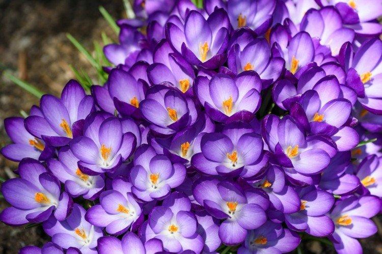 Crocus Crocus