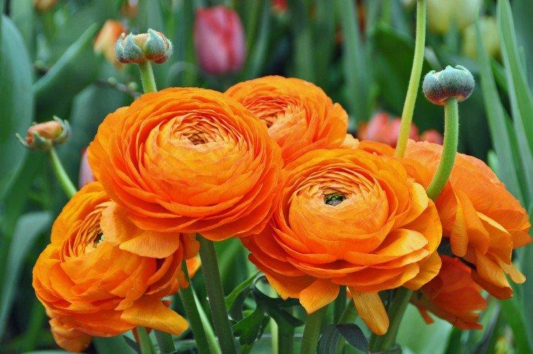 Ranunculus (60 fotografií): druhy, výsadba a náležitá starostlivosť Ranunculus (60 fotografií): druhy, výsadba a náležitá starostlivosť