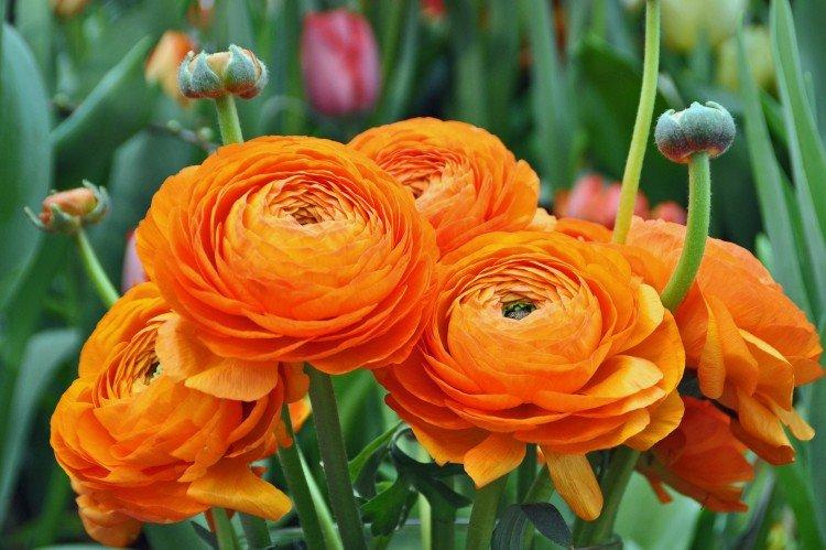 Ranunculus (60 photos): types, planting and proper care