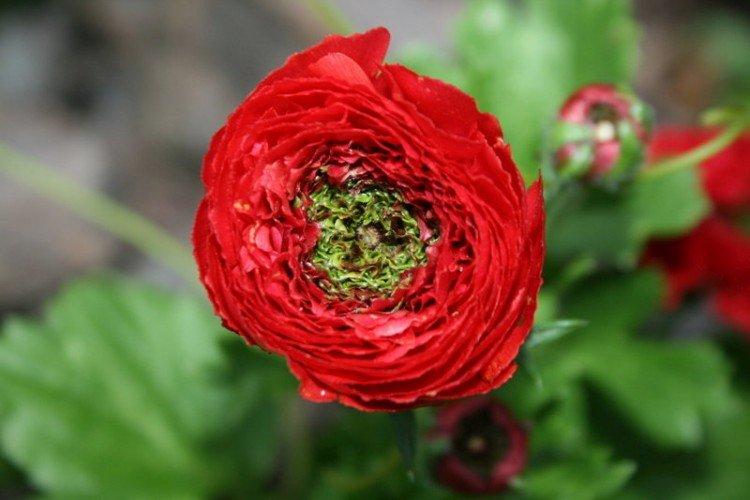 Ranunculus - fotografia Ranunculus - fotografia