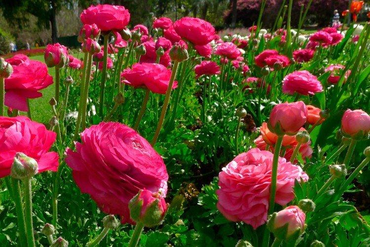 Ranunculus - fotografia Ranunculus - fotografia