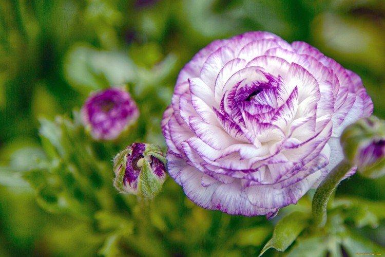 Ranunculus - fotografia Ranunculus - fotografia