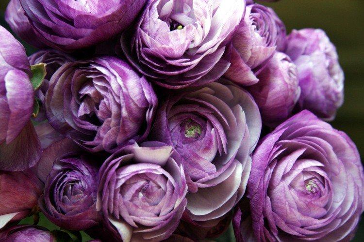 Ranunculus - fotografia Ranunculus - fotografia