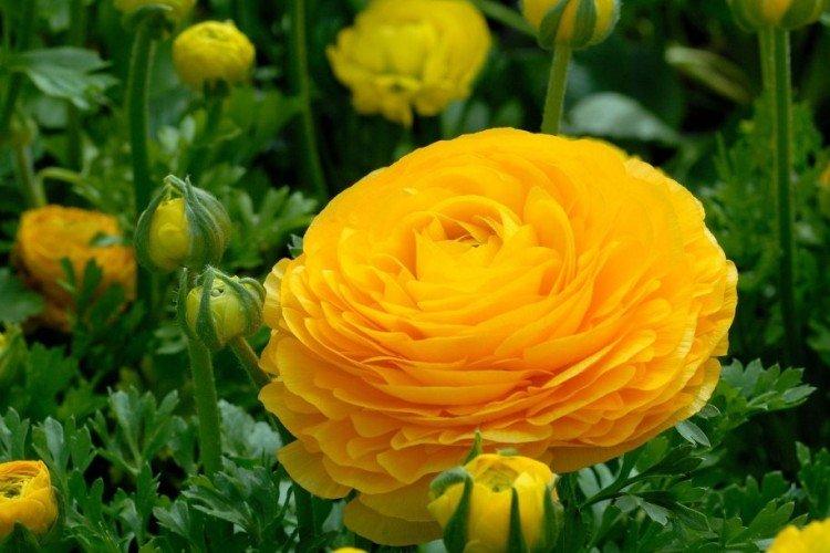 Ranunculus - fotografia Ranunculus - fotografia