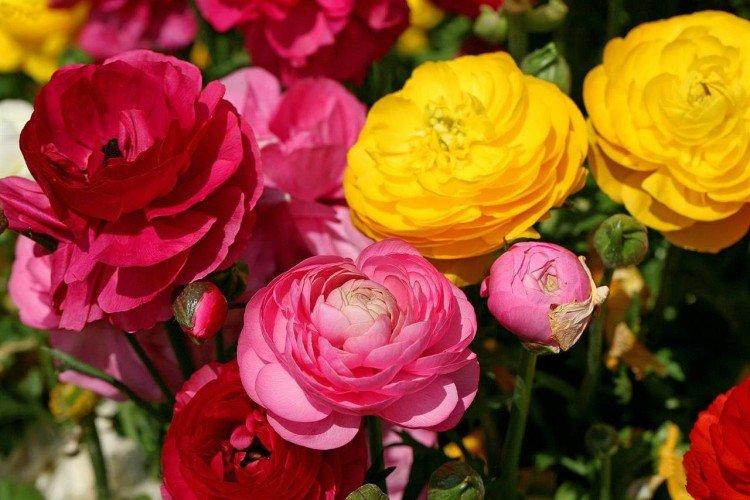 Ranunculus - fotografia Ranunculus - fotografia