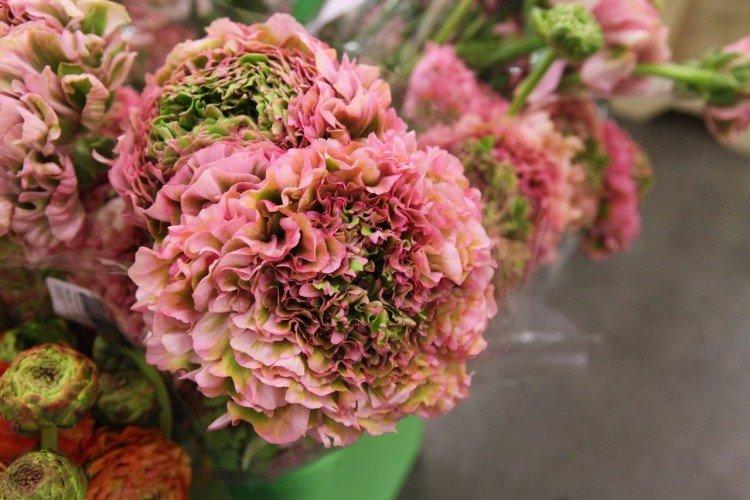 Ranunculus - fotografia Ranunculus - fotografia