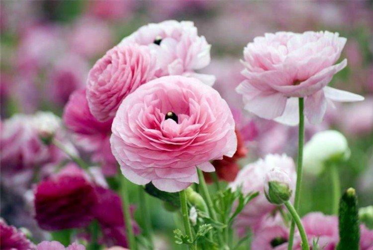 Ranunculus - fotografia Ranunculus - fotografia
