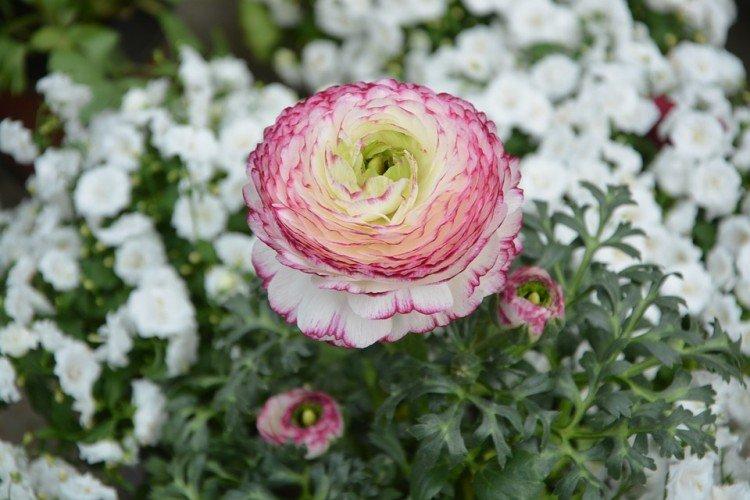 Ranunculus - fotografia Ranunculus - fotografia