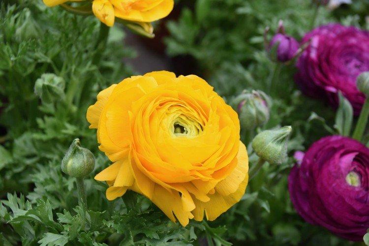 Ranunculus - fotografia Ranunculus - fotografia