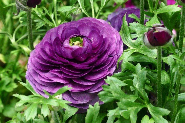 Ranunculus - fotografia Ranunculus - fotografia