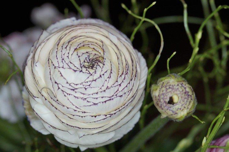 Ranunculus - fotografia Ranunculus - fotografia