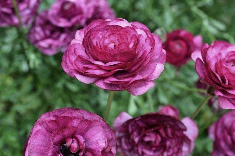 Ranunculus - fotografia Ranunculus - fotografia