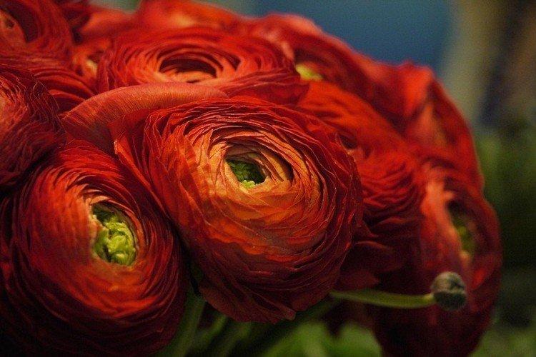Ranunculus - fotografia Ranunculus - fotografia