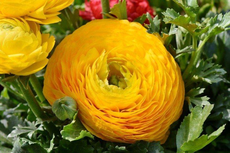 Ranunculus - fotografia Ranunculus - fotografia