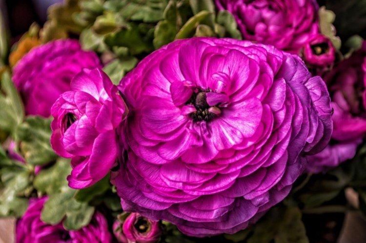 Ranunculus - fotografia Ranunculus - fotografia
