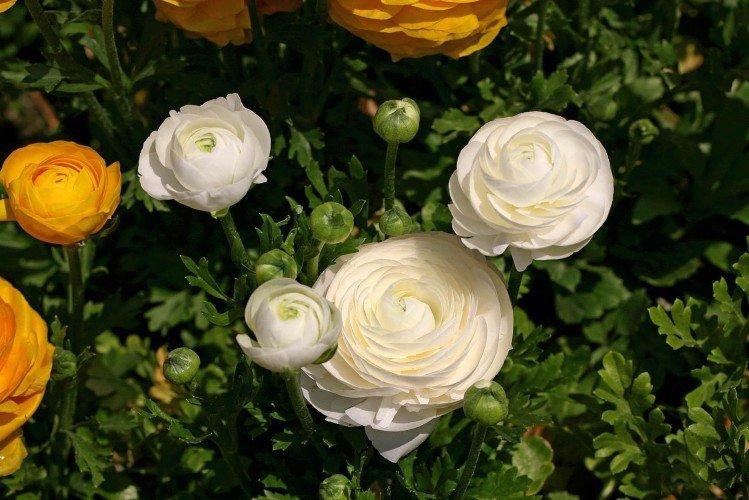 Ranunculus - fotografia Ranunculus - fotografia