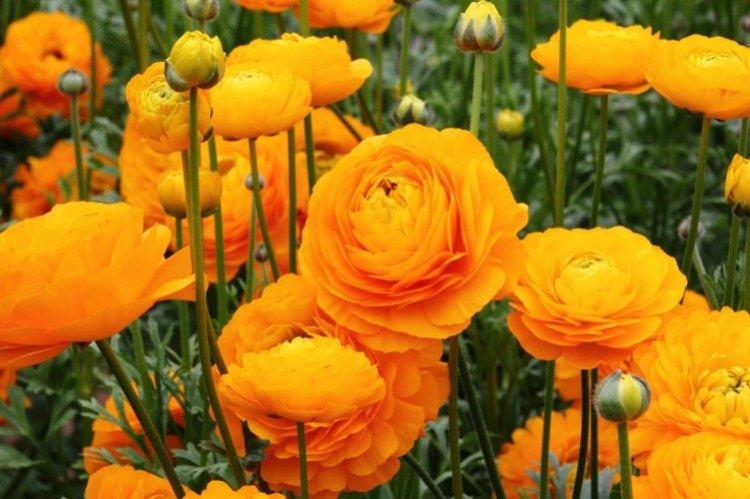 Ranunculus - fotografia Ranunculus - fotografia