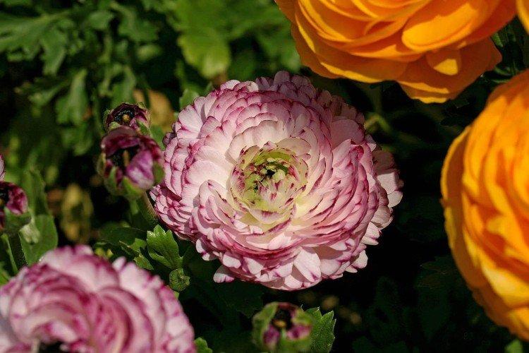 Ranunculus - fotografia Ranunculus - fotografia
