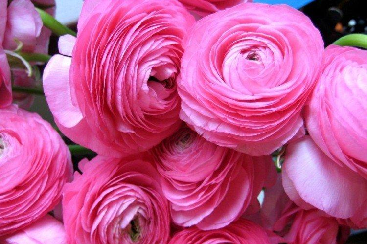 Ranunculus - fotografia Ranunculus - fotografia