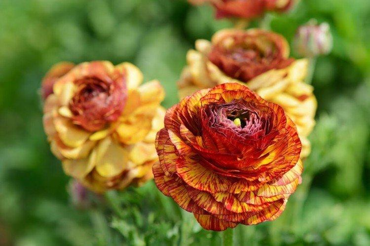 Ranunculus - fotografia Ranunculus - fotografia