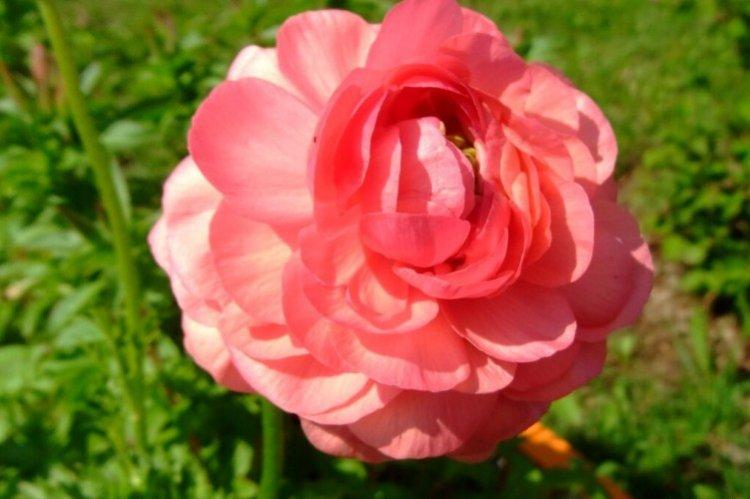 Ranunculus - fotografia Ranunculus - fotografia