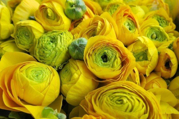 Ranunculus - fotografia Ranunculus - fotografia