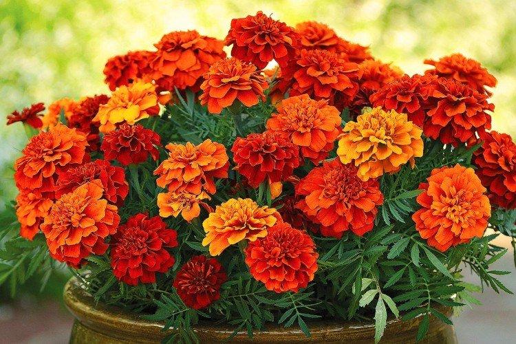 Marigolds (50 photos): types, care and planting in the open field